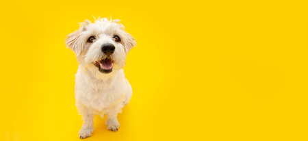 Portrait furry and happy jack russell sitting on isolated yellow backgroundの写真素材
