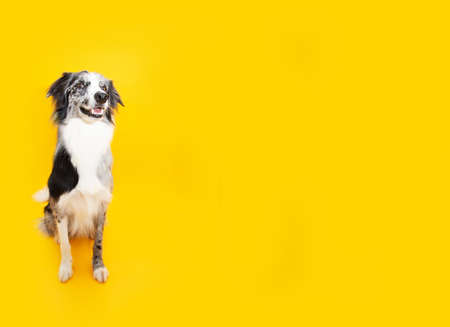Border collie dog sitting on yellow colored backgroundの写真素材