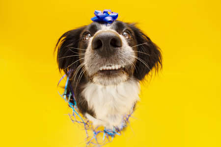 Dog celebrating birthday with a bow and paper descoration. Isolated on yellow backgroundの写真素材