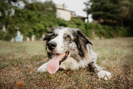 Portrait border collie training and thristy on dry grass. Summer season.の写真素材