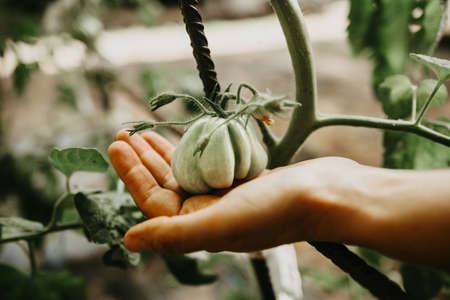 Green Tomatos growing in an urban Vegetable Garden Patchの写真素材