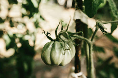Close-up green Tomatos growing in an urban Vegetable Garden Patchの写真素材