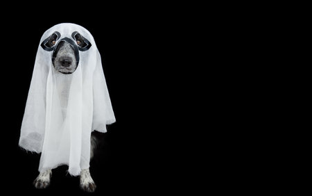Dog celebrating halloween or carnival dressed as a ghost. Isolated on black backgroundの写真素材