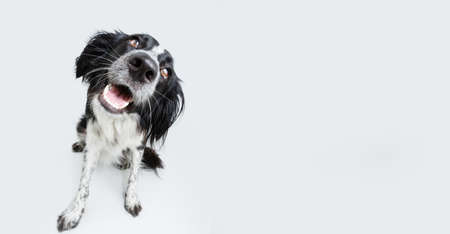 Banner happy dog expression sitting on white backgroundの写真素材