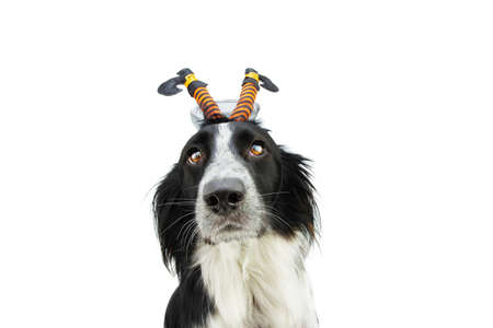 Puppy dog celebrating halloween with a witch diadem. Isolated on white backgroundの写真素材