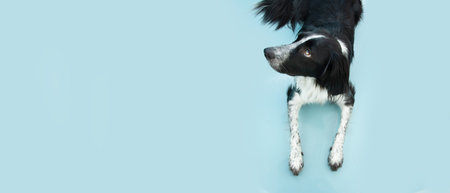 Portrait of cute puppy dog border collie looking up isolated on blue background. Obedience conceptの写真素材