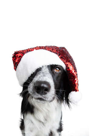 Puppy dog christmas wearing a red santa claus hat. Isolated on white backgroundの写真素材