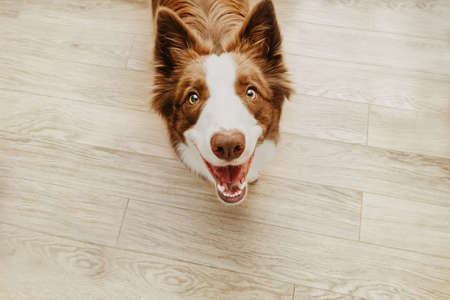 Portrait happy brown border collie dog against wooden parquet
