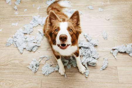 Puppy dog caught red-handed after bite and destroy a pillow at home. separation axiety disorder conceptの写真素材
