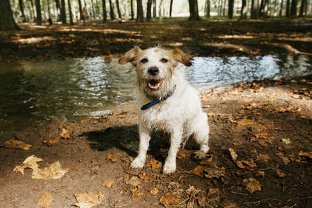 Funny and dirty jack russell dog having fun in a mud puddleの写真素材