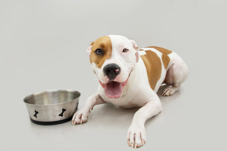 Hungry American staffordshire dog lying dog waiting for eat next a bone bowl. Isolated on gray backgroundの写真素材