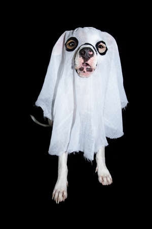 Funny american staffordshire celebrating halloween or canival wearing diy ghost costume. Isolated on black backgroundの写真素材