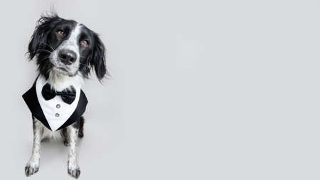 Portrait elegant dog wearing a tuxedo costume. Isolated on gray backgroundの写真素材