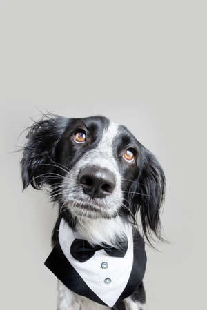 Portrait elegant puppy dog wearing a tuxedo looking at camera. Isolated on gray backgroundの写真素材