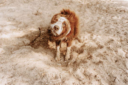 Portrait dog shaking off water and sand after a bathの写真素材