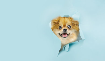 Head pomeranian dog through a hole on a blue torn paper. copy spaceの写真素材