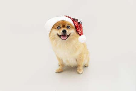 Happy pomeranian dog celerating christmas sitting and wearing a red santa claus hat. Isolated on gray backgroundの写真素材
