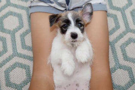 Portrait new jack russell puppy dog playing with a child lying downの写真素材
