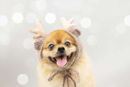 Portrait cute pomeranian dog celebrating christmas wearing a reindeer costume