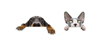 Banner two hide pets dog and cat with big ears and paws hanging in a blank in a row. Isolated on white background.の写真素材