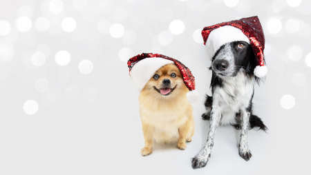 Banner isolated two dogs christmas wearing a red santa claus hat sitting on white light backgroundの写真素材