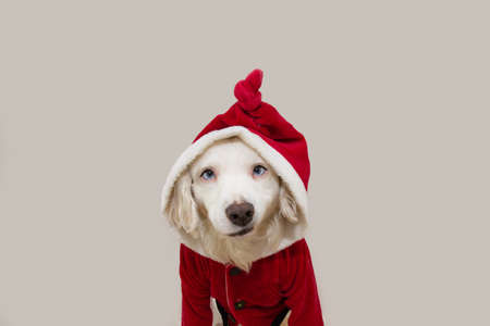 Santa claus dog with funny expression face celebrating christmas. Isolated on gray background