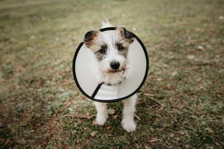 Jack russell dog puppy wearing a protective coneの写真素材