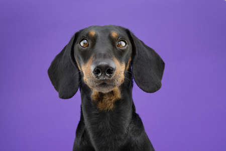 Portrait serious dachshund dog. Isolated on purple colored background