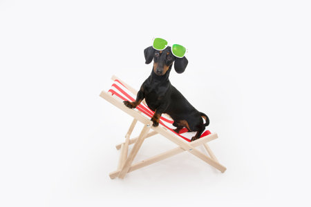 Summer puppy dog sitting on beach chair and wearing sunglasses. Isolated on white backgroundの写真素材
