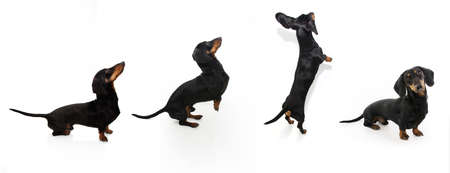 Banner playful and jumping dachshund puppy dog. Isolated on white backgroundの写真素材