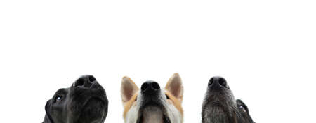 Close-up puppy dog mouths. Hungry pets begging food. Isolated on white backgroundの写真素材
