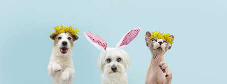happy easter banner Dog spring. Funny happy jack russell standing hind two legs and maltese puppy...