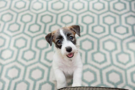 Portrait puppy jack russell dog begging food or asking to get on the couch