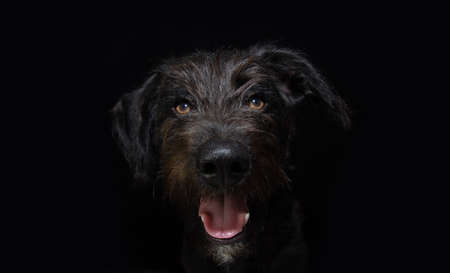 Portrait furry and happy dog expression. Isolated on black background