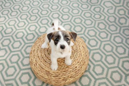 Portrait new puppy dog member of a family looking up sitting on a green carpetの写真素材