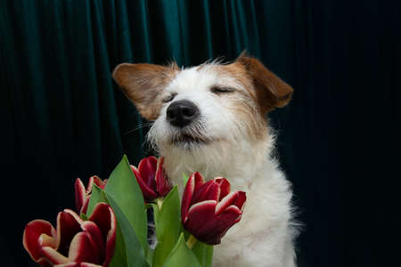 Dog spring. Toned red blue tulips flowers isolated on green velvet fabric backgroundの写真素材