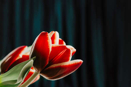 Spring background. toned red tulip on green dark velvet backgroundの写真素材