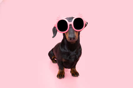 Portrait puppy dog summer wearing pineapple pink sunglasses. Isolated on pink or coral backgroundの写真素材