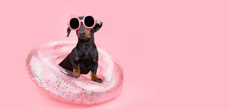 Portrait summer puppy dog inside a pink inflatable wearing pineapple sunglasses. Isolated on coral backgroundの写真素材
