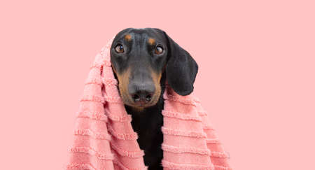 Dachshund puppy dog bathing wearing a coral towel. Isolated on pink pastel backgroundの写真素材
