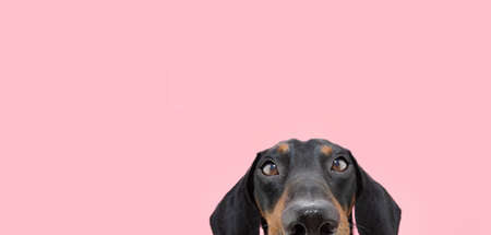 Close-up hide dachshund puppy dog looking at camera. Isolated on pink coral backgroundの写真素材
