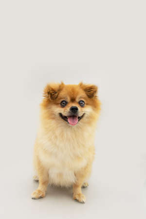 Portrait pomeranian puppy dog with happy expression. Isolated on gray backgroundの写真素材
