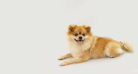Portrait pomeranian puppy dog lying down with happy expression. Isolated on gray backgroundの写真素材