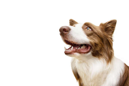 Portrait brown border collie dog begging food and looking up. Isolated on white backgroundの写真素材