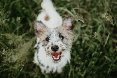 Jack russell puppy dog with burdock burs on face on green grassの写真素材