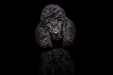 Portrait black poodle puppy dog. Isolated on black background