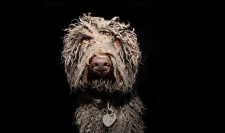Portrait dirty poodle dog after play in a mud puddle, Isolated on black backgroundの写真素材