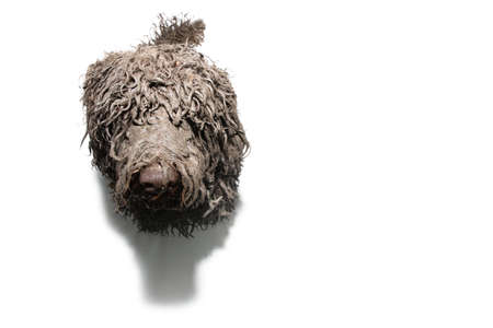 Portrait dirty poodle dog after play in a mod puddle. High-angle view. Isolated on white backgroundの写真素材
