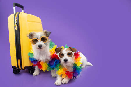 Two dogs going on vacation. Isolated on purple backgroundの写真素材