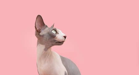 Portrait serious and attentive sphynx cat. Isolated on pink coral backgroundの写真素材